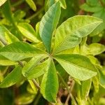 Ipomoea cairica ഇല