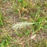 Phleum pratenseFlower