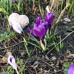 Crocus vernusКветка