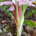 Dianthus glacialis Otro