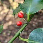 Ilex aquifoliumফল