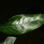 Licania granvillei Leaf