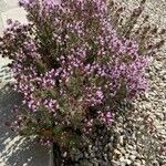 Thymus longiflorus Flower