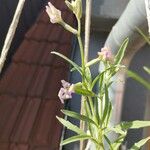 Matthiola longipetalaBlomma