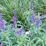 Salvia farinacea Облик