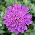 Knautia arvernensisЦвят