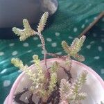 Sedum moranense Leaf