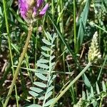 Astragalus onobrychisЛист