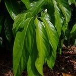 Nectandra hihua Leaf