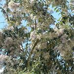 Cordia alliodora Sonstige