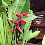 Heliconia bihai Flors