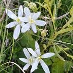 Ornithogalum gussonei ᱵᱟᱦᱟ