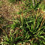 Yucca rupicola Habit