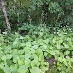 Lactuca macrophylla Plante entière