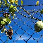 Araujia sericifera Fruit