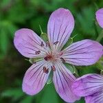 Geranium viscosissimum Kukka