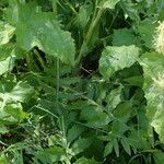 Lactuca plumieri Blad