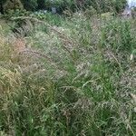 Calamagrostis canescens Fruit