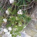 Iberis ciliata Kvet
