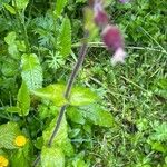 Silene dioica Leaf