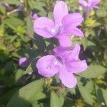 Barleria cristataപുഷ്പം