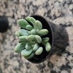 Sedum pachyphyllum Blad