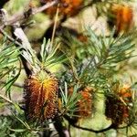 Banksia spinulosa Lorea