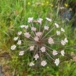 Oenanthe lachenalii Flower