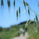 Avena barbata ഫലം