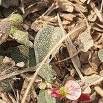 Alysicarpus vaginalis Leaf