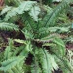 Polystichum munitum Foglia