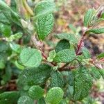 Cistus salviifolius Fuelha