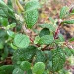 Cistus salviifolius Leaf