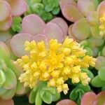 Sedum kimnachii 花