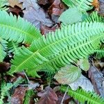 Blechnum spicant Hostoa