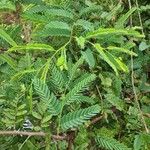 Chamaecrista fallacina Leaf