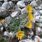 Hieracium villosum Blüte