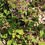 Lamium garganicum Costuma