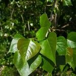 Populus nigra Leht