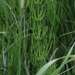 Equisetum palustre Folha