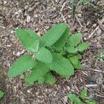 Teucrium scorodoniaLeaf