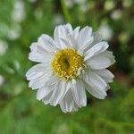 Tanacetum parthenium Cvet