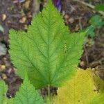 Acer spicatum Feuille