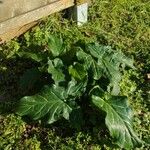 Arum italicum x Arum maculatum Hoja