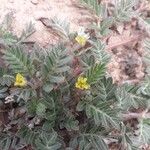 Tribulus terrestris Blatt