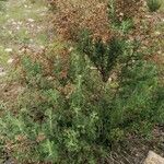 Artemisia herba-alba ഇല