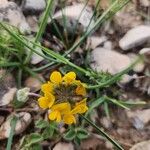 Hippocrepis scorpioides Çiçek