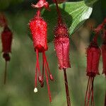 Ribes speciosum ফুল