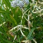 Pachypleurum mutellinoides Blomst