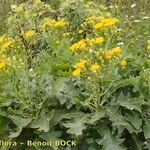 Sonchus pinnatifidus Vivejo